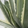 KARE24.se Konstväxt Agave - 50cm - KARE Design Best