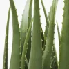KARE24.se Konstväxt Aloe, 69cm - KARE Design