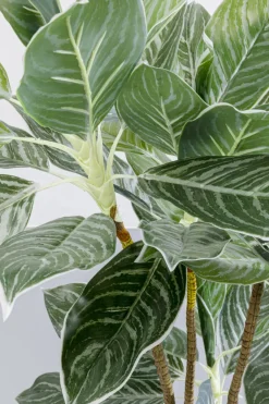 KARE24.se Konstväxt Calathea - Kalatea, 140cm - KARE Design Online