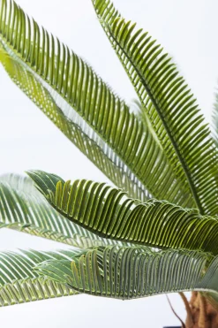 KARE24.se Konstväxt Cycas Träd, 78cm - KARE Design Online