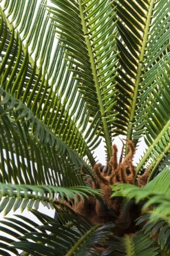 KARE24.se Konstväxt Cycas Träd, 78cm - KARE Design Online