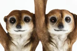 KARE24.se Sidobord Animal Meerkat Sisters - Syrikat, Ø33cm - KARE Design Best
