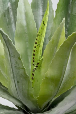 KARE24.se Konstväxt Agave - 40cm - KARE Design Best
