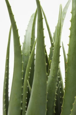 KARE24.se Konstväxt Aloe, 69cm - KARE Design