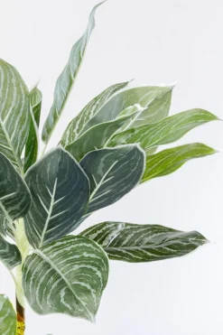 KARE24.se Konstväxt Calathea - Kalatea, 140cm - KARE Design Online